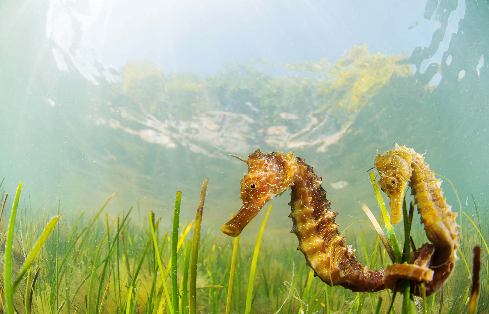 HIPPOCAMPUS GUTTULATUS2